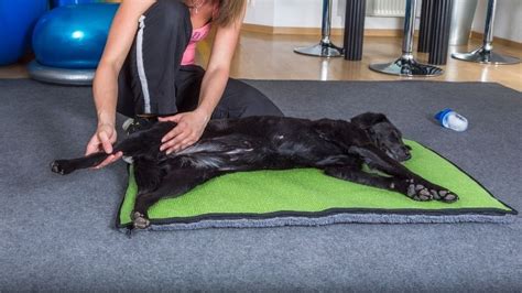 Physiotherapie F R Hunde Petlindo