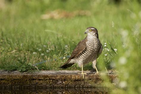 Vroege Vogels Foto Vogels Sperwer