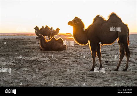 Camel's in the Gobi desert Stock Photo - Alamy