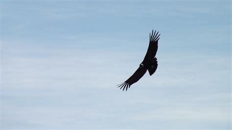 Condor Drops By to Hug an Old Friend Who Rescued It - Animal Hearts and ...