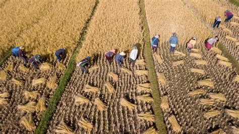 Manual Farmer Harvest By Hand Editorial Photo Image Of Farmer