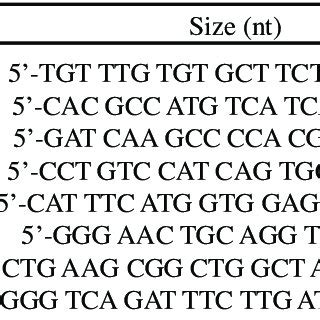 Forward and Reverse Primer Pcr Sequences ror Real-Time PCR | Download Table