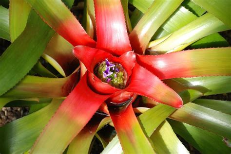 Tropical Vivarium Plants 19 Wonderful Plants For Your Habitat