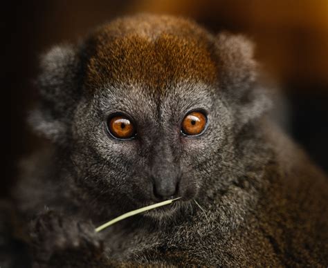 Gray brown lemur eating green plant · Free Stock Photo