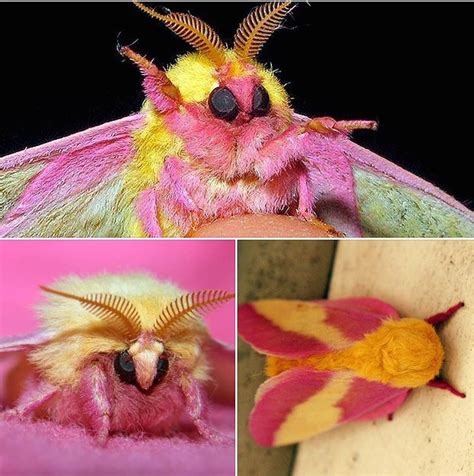 Rosy Maple Moth Rosy Maple Moth Moth Colorful Moths