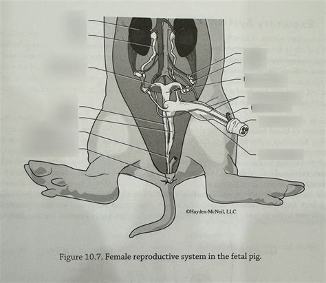 female pig reproductive system Diagram | Quizlet