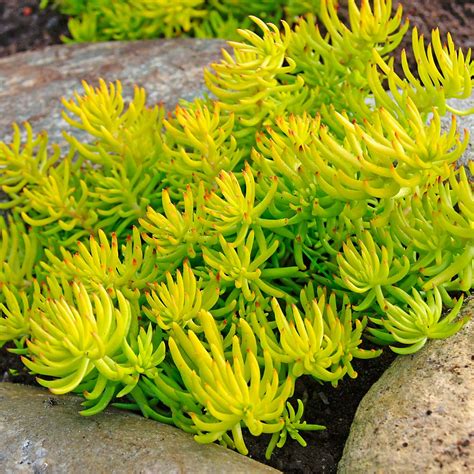 Best Companion Plants For Sedum Angelina Manifro