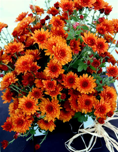 FALL ARRANGEMENTS USING GARDEN MUMS - Sowing the Seeds