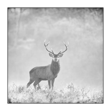 Red Deer Stag In The Mist In Black And White Xx