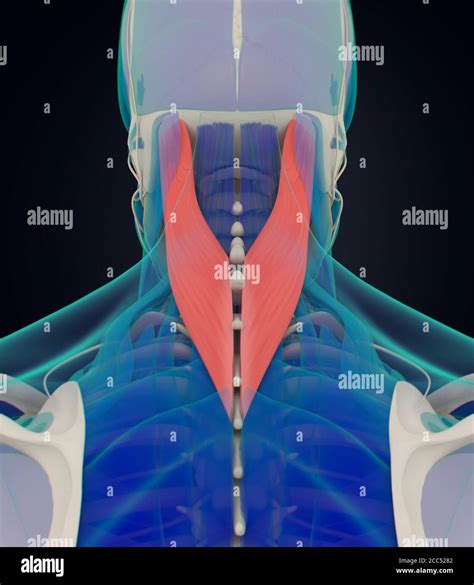 Anatomy Illustration Of Splenius Capitis Neck Muscles Human Anatomy