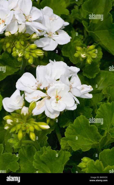 Geranio geranios pelargonios fotografías e imágenes de alta resolución