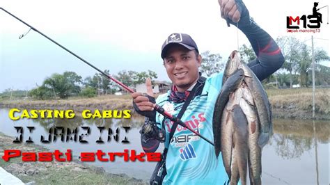 Casting Gabus Di Waktu Paling Baik Mancing Gabus Best Time For