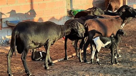 Chegada Do Novo Carneiro Na Propriedade Santa In S Youtube