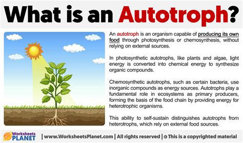 What Is An Autotroph Definition Of Autotroph