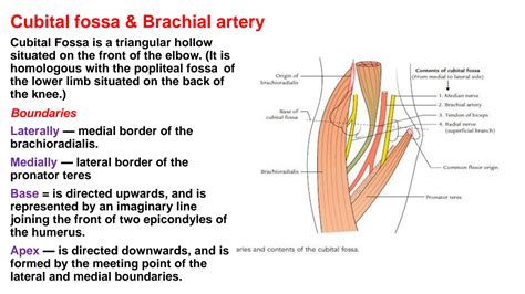 Solution Anatomy Of Cubital Fossa Studypool