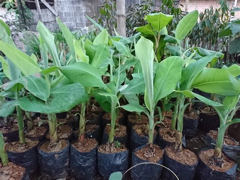 Jual Bibit Pisang Cavendish