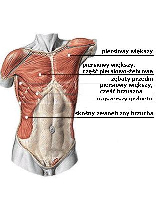 Mięśnie korpusu