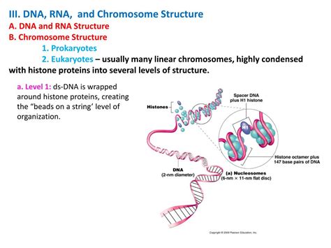 PPT - III. DNA, RNA, and Chromosome Structure A. DNA and RNA Structure ...