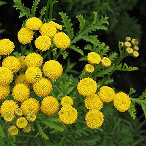 Ingredient Spotlight: Blue Tansy - Integrity Botanicals