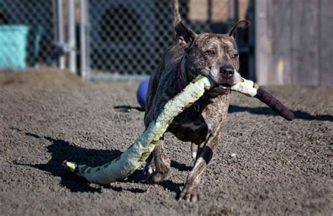 Forever Home Sought For Dog After Year At Hamden Shelter