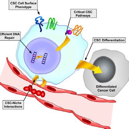 Comparison of two models of tumor development and progression, (A ...