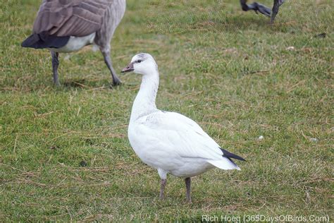 Ross vs Snow Goose | 365 Days of Birds