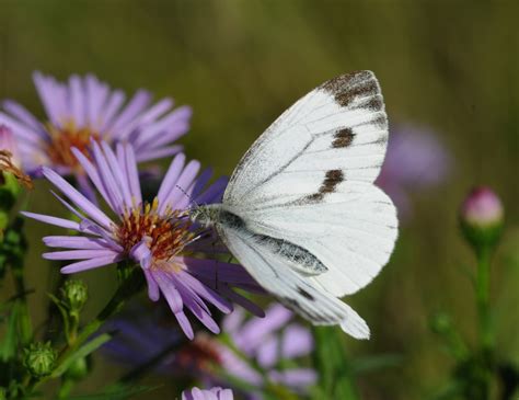 Free Images Nature Blossom Plant Meadow Flower Petal Insect