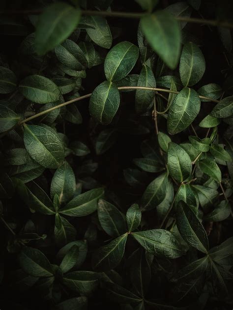 Leaves Veins Green Macro Hd Phone Wallpaper Peakpx