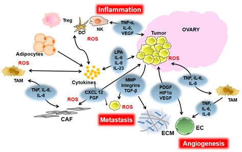 Cancers Free Full Text The Role Of Inflammation And Inflammatory Mediators In The