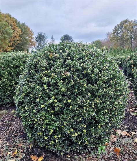 japanische Hülse Ilex crenata Glorie Gem Kugel 90 100 cm Durchmesser