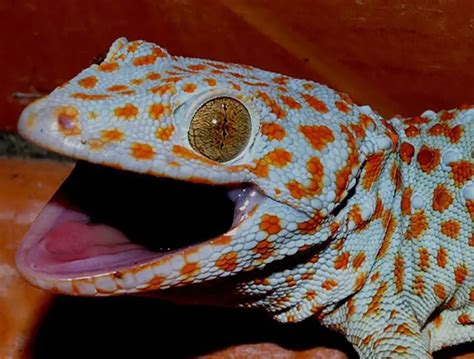 Barking Gecko | The Animal Facts | Appearance, Diet, Habitat, Behavior