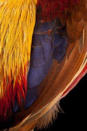 Seeing dinosaur feathers in a new light