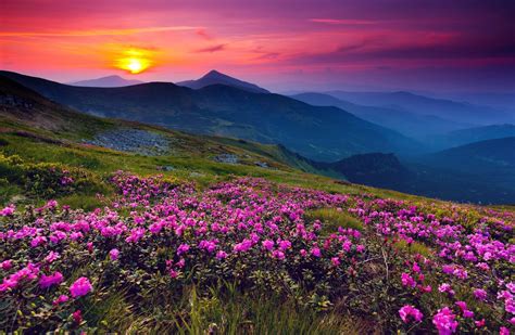 Alps Flowers Sunset Wallpapers - Top Free Alps Flowers Sunset ...