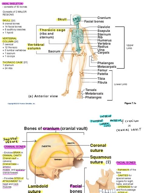 Axial Skeleton Skull | Skull | Human Head And Neck