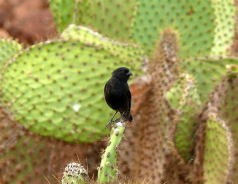 Small Ground Finch Geospiza Fuliginosa Feb Darw Flickr