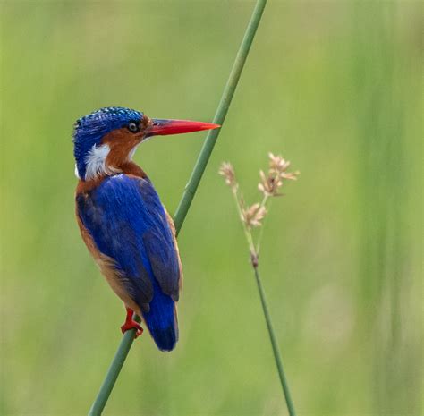 Malachite Kingfisher | Birding | Akagera National Park