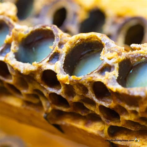 Royal Jelly: How Bees Produce It and Its Uses- Carolina Honeybees