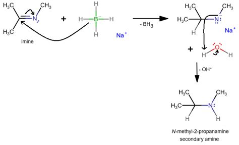 After the reaction between sodium borohydride and the imine | Quizlet