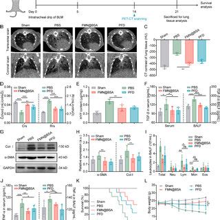 In Vivo Anti Lung Injury And Fibrosis Effects Of FMN BSA NPs A