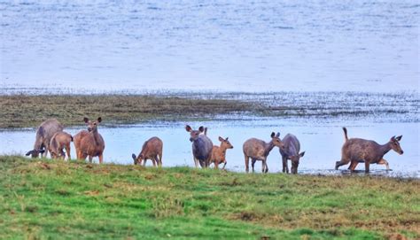 No Jungle Safari During Morning Hours In Odisha's Debrigarh Sanctuary ...