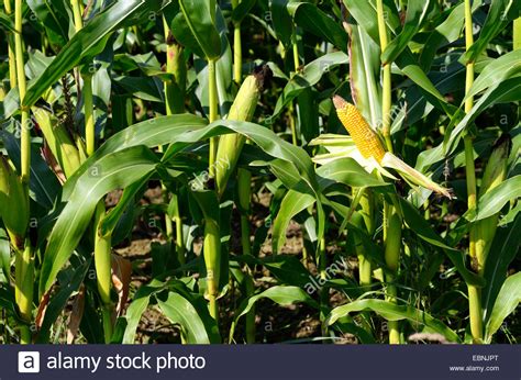 Indian Corn Maize Zea Mays Maize Field With Corn Cobs Stock Photo