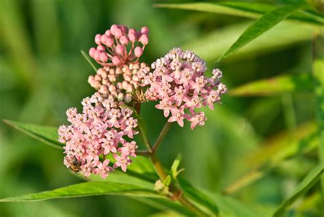 Indiana Plant A Day: Common Milkweed