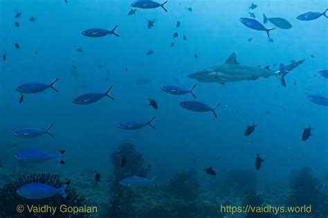 Sharks And Rays Vaidhy S World