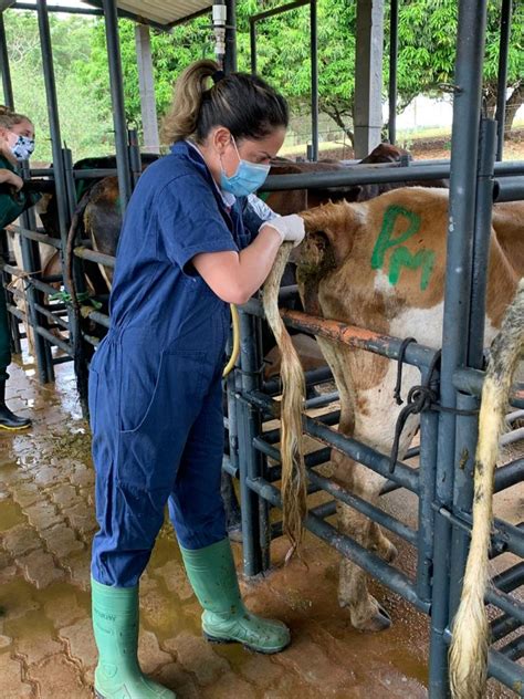 Curso Inseminação Artificial de Bovinos ATP Veterinária