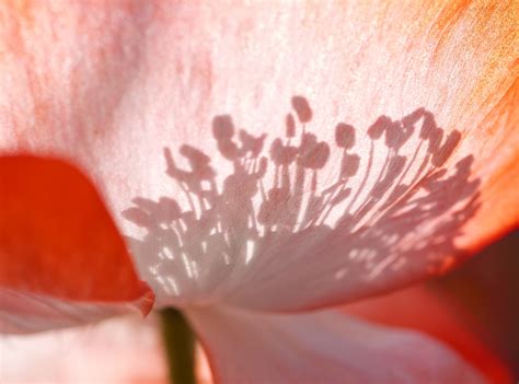 Kostenlose Foto Natur Bl Hen Fotografie Blatt Blume Bl Tenblatt