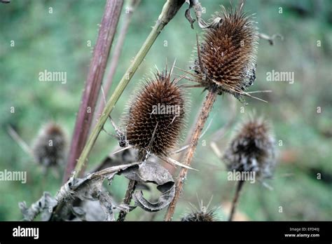 Arctium Lappa Greater Burdock Stock Photo Alamy