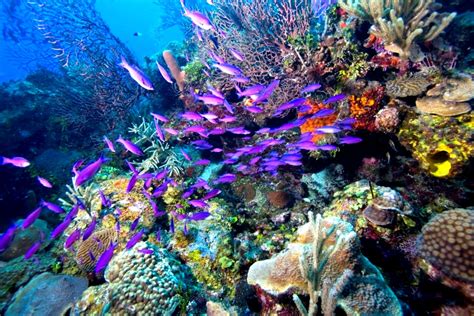 Snorkeling The Belize Barrier Reef - Our Belize Vacation