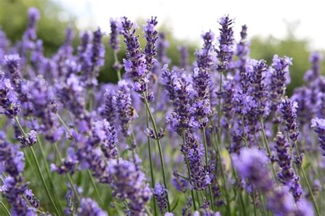 Lavendel Planten Snoeien Stekken Verzorgen Gardeners World