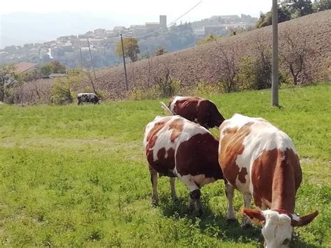 Two Brown And White Cows Grazing In A Field