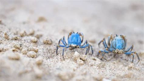 Public Urged To Report Blue Land Crab Sightings As Invasion Spreads